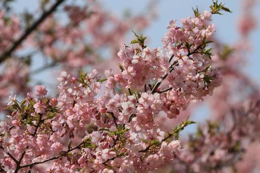 河津桜 河津桜 河津桜,桜,花の写真素材
