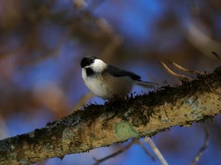 Tit ②, JPG