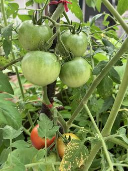 プチトマトの成長の写真