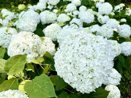 Annabelle White Hydrangea, JPG Annabelle White Hydrangea, JPG