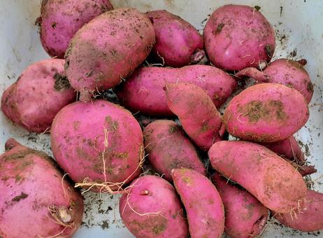 秋＊収穫したさつま芋 サツマイモ,芋ほり,さつまいも掘りの写真素材