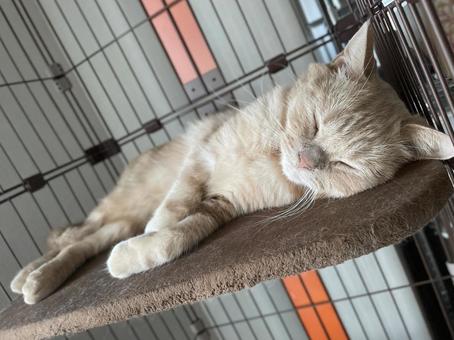 眠り猫 眠り猫 眠り,眠る,寝るの写真素材