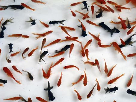 金魚いっぱい（金魚すくい） きんぎょ,金魚すくい,和金の写真素材