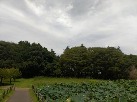 蓮と公園 蓮と公園の写真