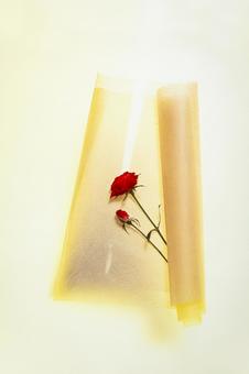 バラの花1 カットアウト,白背景,一つの写真素材