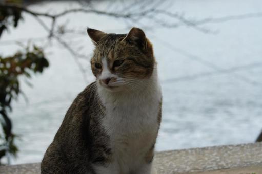ねこ ねこ のらねこ,にゃんこ,可愛いの写真素材