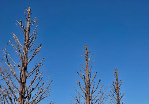 剪定された木5 剪定,枯れ木,青空の写真素材