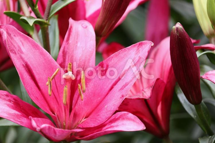 美しいピンクのゆりの花 flower,red,あかの写真素材