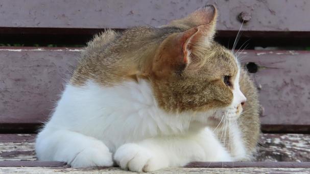 ベンチの上で夕涼みしているもふもふな猫 ベンチの上で夕涼みしているもふもふな猫の写真