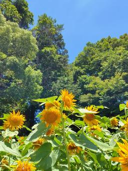 Photo, sunflower, natural, mountain, 