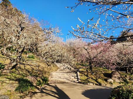 熱海梅園 熱海梅園,熱海,梅園の写真素材