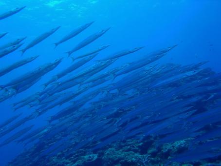 魚と泳ぐ 魚と泳ぐの写真