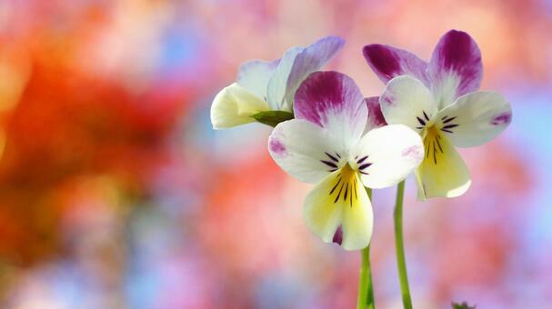 春の花-317 ビオラ,ラビット,紫色の写真素材