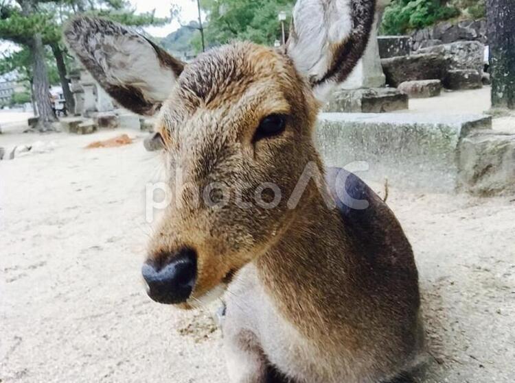 シカ 公園,動物,動物園の写真素材