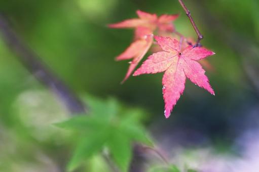 紅葉したモミジの葉の写真