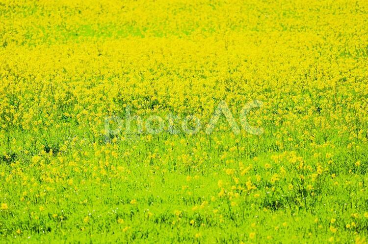 菜の花と緑絨毯 菜の花,緑の絨毯,春節の写真素材
