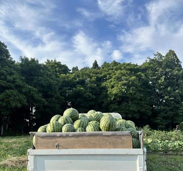軽トラックいっぱいのスイカたち 軽トラックいっぱいのスイカたち スイカ,収穫,農作物の写真素材