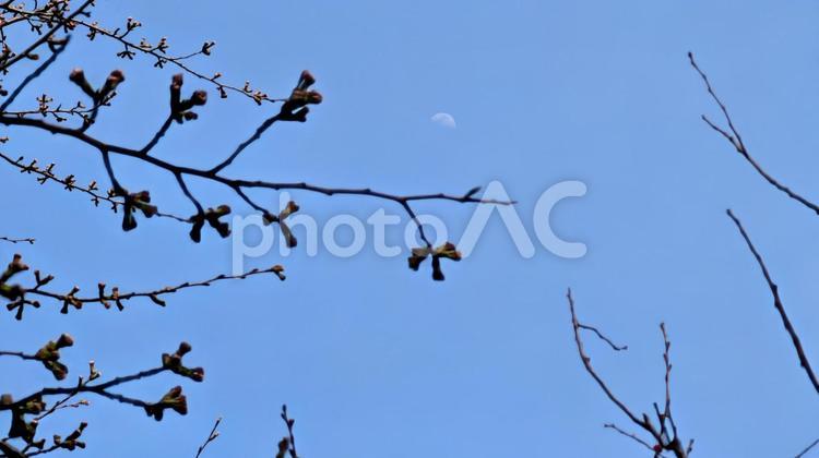 月と桜のつぼみ 桜,つぼみ,枝の写真素材