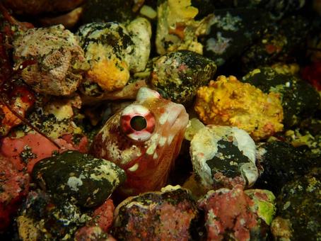 ジョーフィッシュ ジョーフィッシュ ジョーフィッシュ,魚,伊豆大島の写真素材