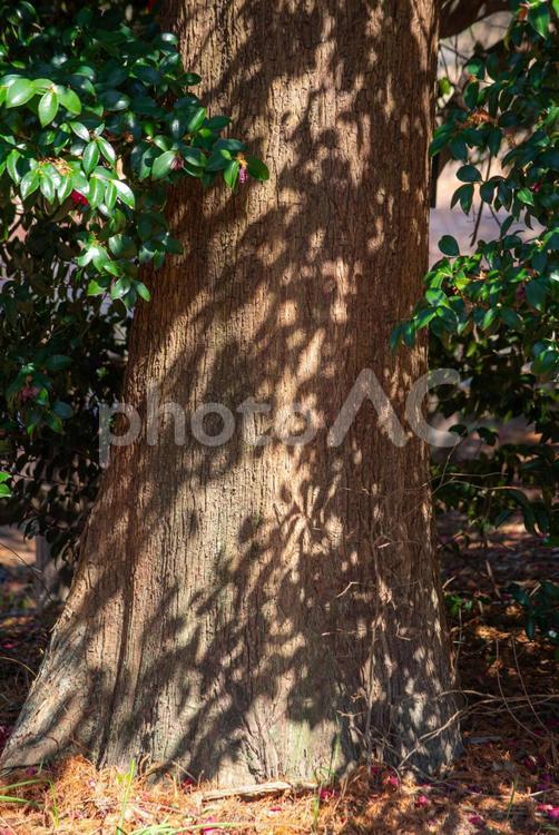 木漏れ日が当たる木 木漏れ日,き,木の写真素材
