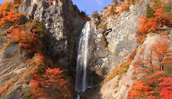 秋色に染まる 白山白川郷ホワイトロード 秋色,紅葉,ふくべの大滝の写真素材