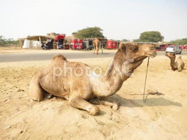 インド　タール砂漠の観光ラクダ　9 ラクダ,荷台,タールの写真素材