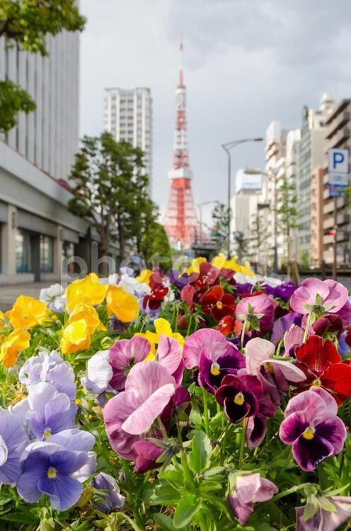 春の港区に咲く花１ タワー,パンジー,四季の写真素材