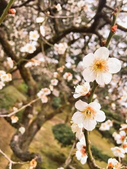 White plum, wood, flower, natural, JPG