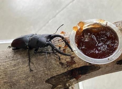 ノコギリクワガタ ノコギリクワガタ クワガタ,ノコギリクワガタ,大型の写真素材