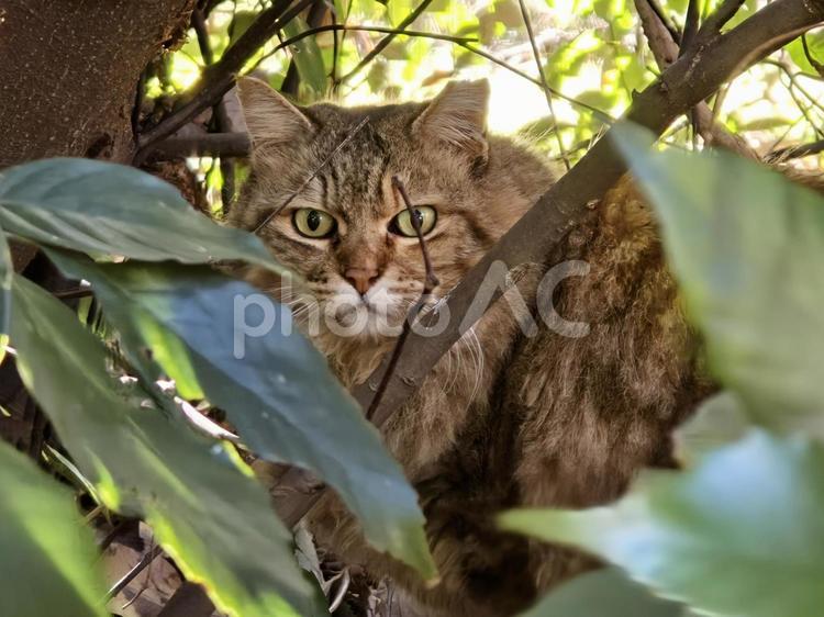 木陰の中の地域猫 猫,ネコ,地域猫の写真素材
