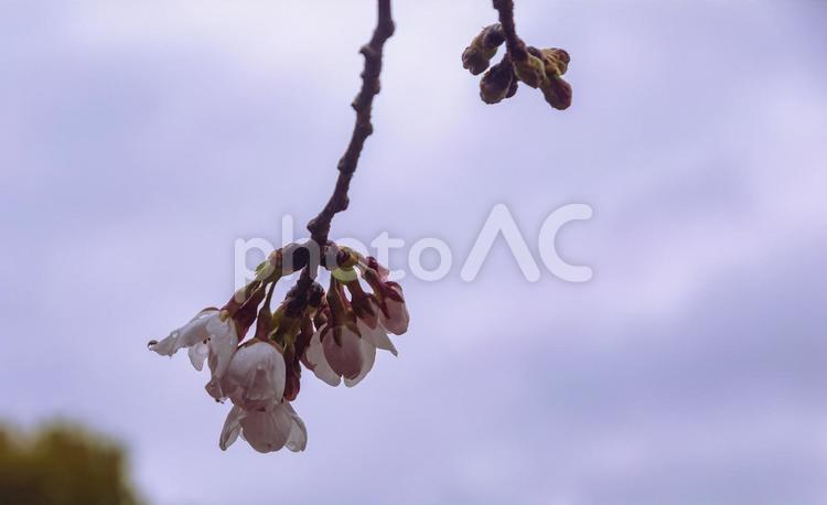 ソメイヨシノ桜ー46 ソメイヨシノ,桜,蕾の写真素材