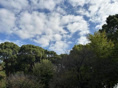 上野恩賜公園の空と木々 上野恩賜公園の空と木々の写真