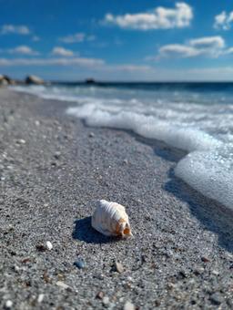 波打ち際で輝く美しい貝殻の写真