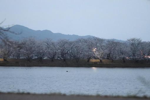 Photo, sakura, cherry blossoms, flower, 