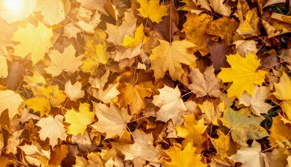 紅葉した落ち葉全面 紅葉した落ち葉全面の写真