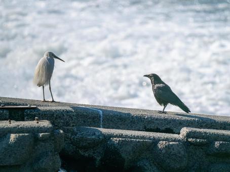 水辺のコサギとカラス 水辺のコサギとカラスの写真