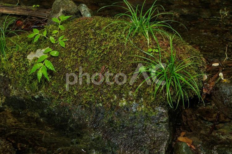 小川の岩に生える苔と新芽 苔,アジア,険しいの写真素材