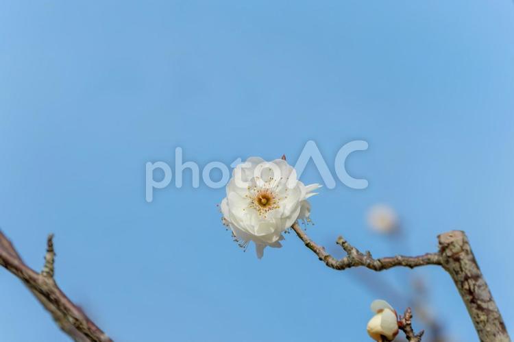 白梅と澄み渡る青空 白梅,梅,花の写真素材