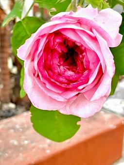 薔薇 薔薇,バラ,バラ園の写真素材