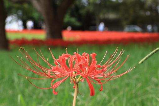 彼岸花畑　1輪の彼岸花 彼岸花,ヒガンバナ,花畑の写真素材
