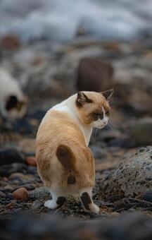 海と猫の風景 海,海岸,海岸沿いの写真素材