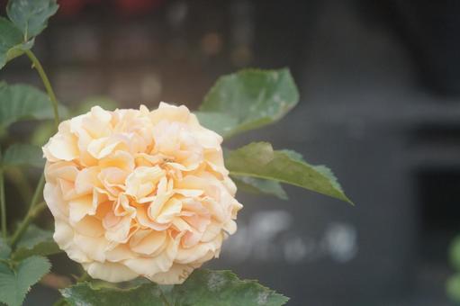 薔薇 薔薇の写真