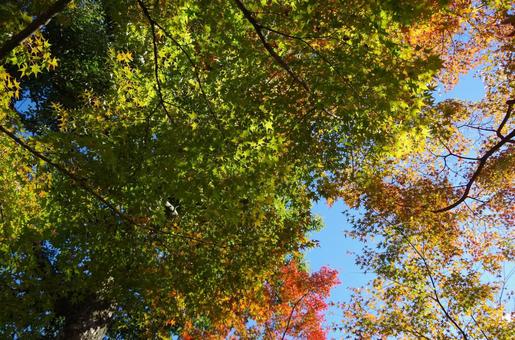 紅葉 紅葉の写真