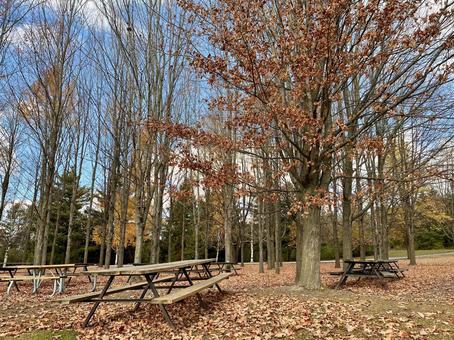 秋のカナダの公園のベンチの写真