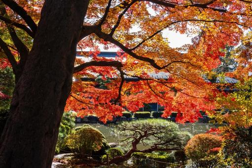 もみじ公園の秋(30) 秋,紅葉,モミジの写真素材