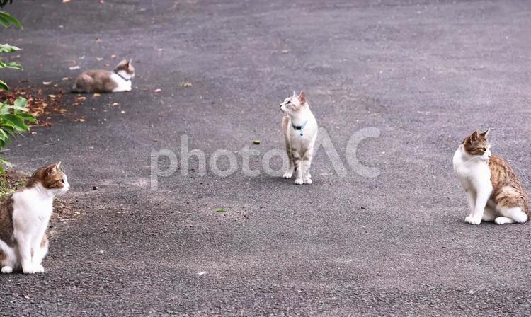 カフェの屋外の猫 背景,猫,ねこの写真素材
