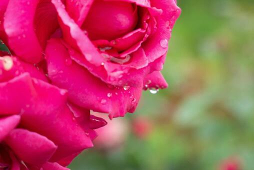 雨上がりのバラ#8 雨上がりのバラ#8の写真