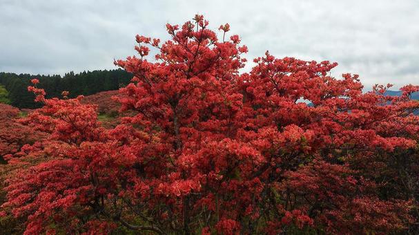 Shining red azalea, JPG