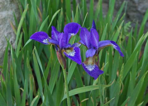 アヤメ アヤメ,菖蒲,文目の写真素材