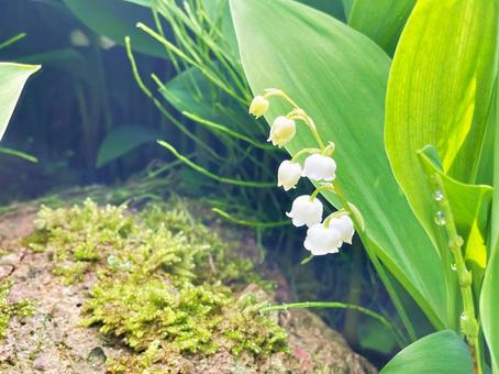 Lily of the valley and mossy rocks Natural flowers, JPG